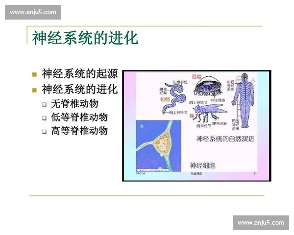 基于运动员生理与心理指标的科学体育训练负荷优化研究 基于运动员生理与心理指标的科学体育训练负荷优化研究